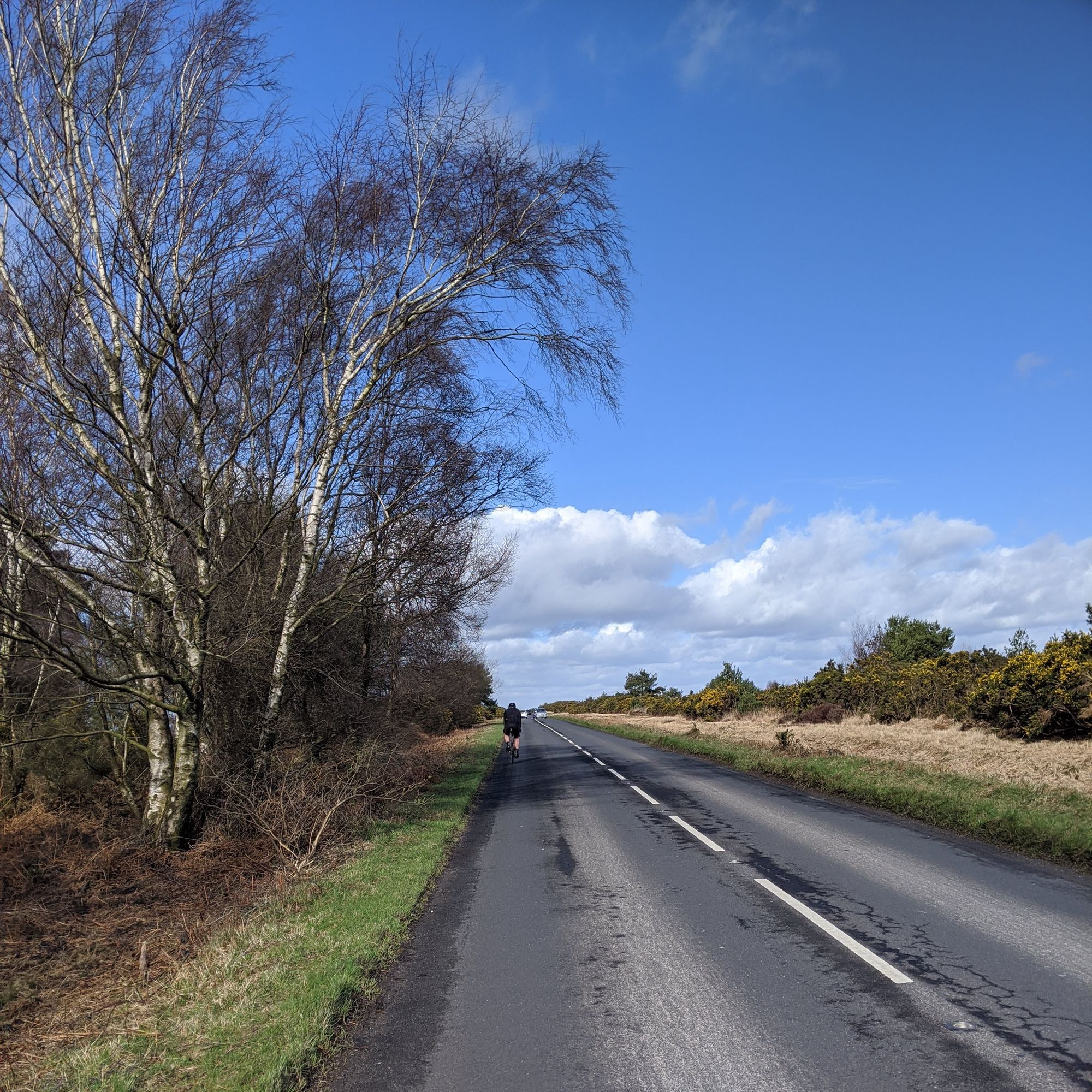 Cycling through the Ashdown Forest