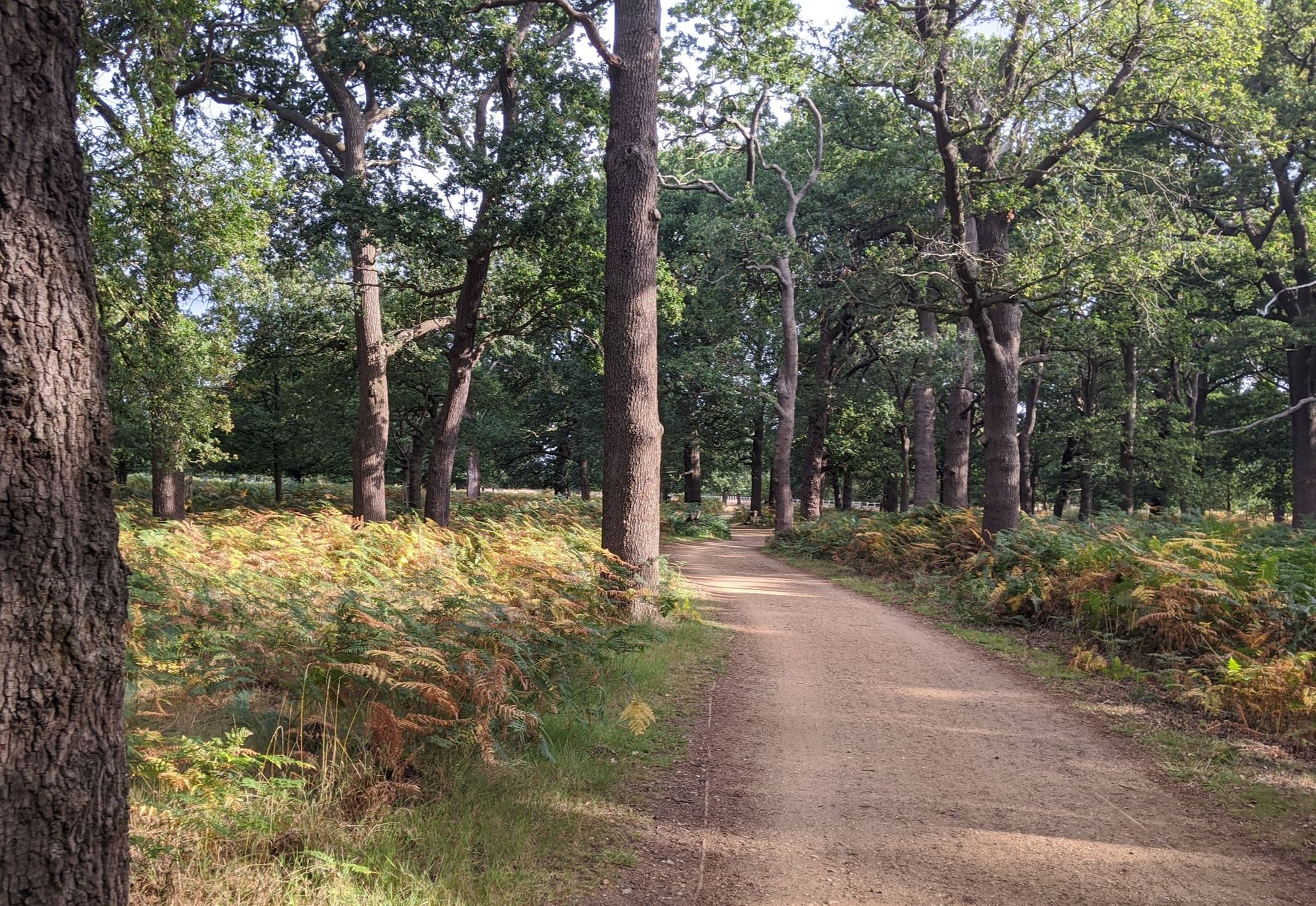 Cycling in Richmond Park