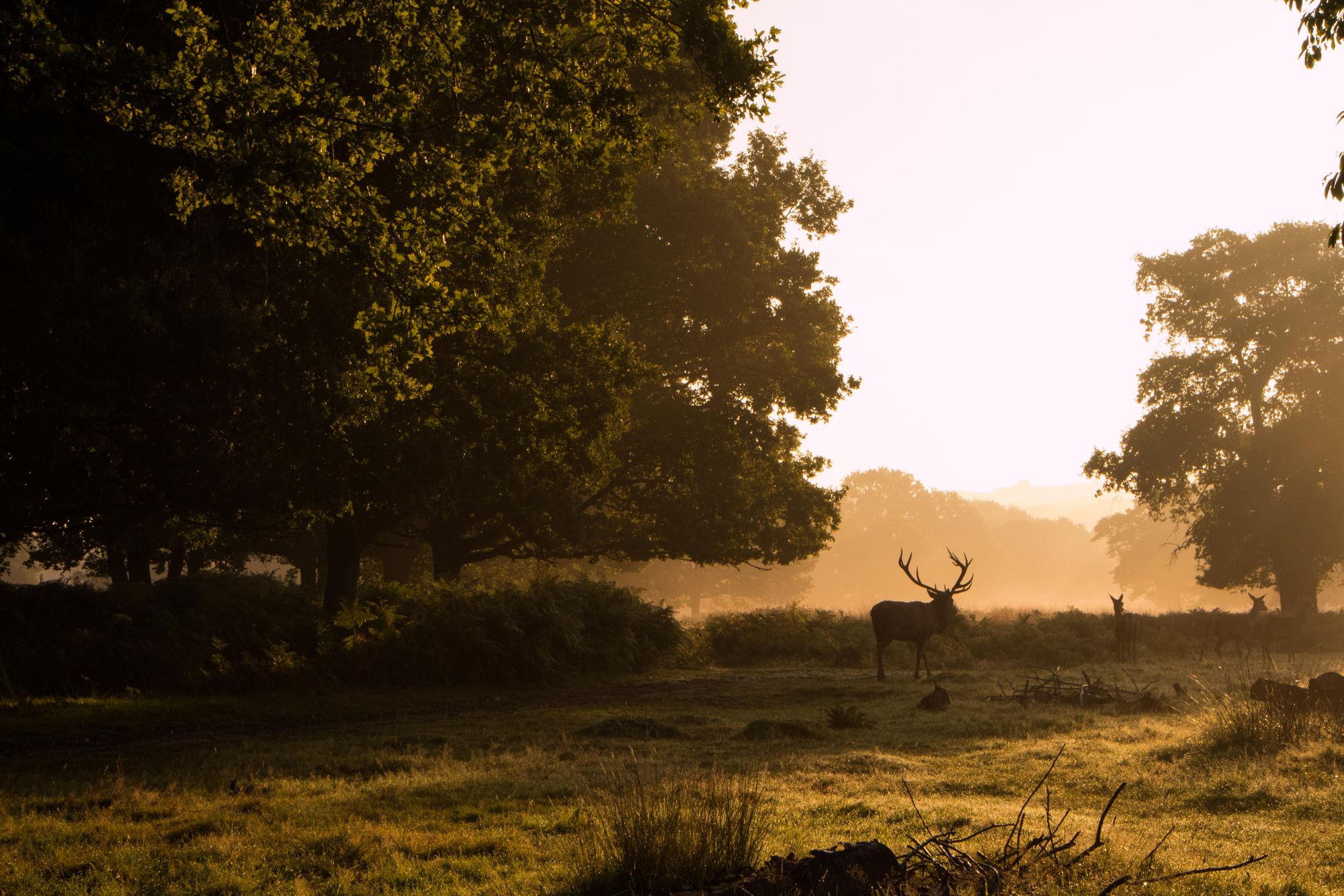 Cycling in Richmond Park