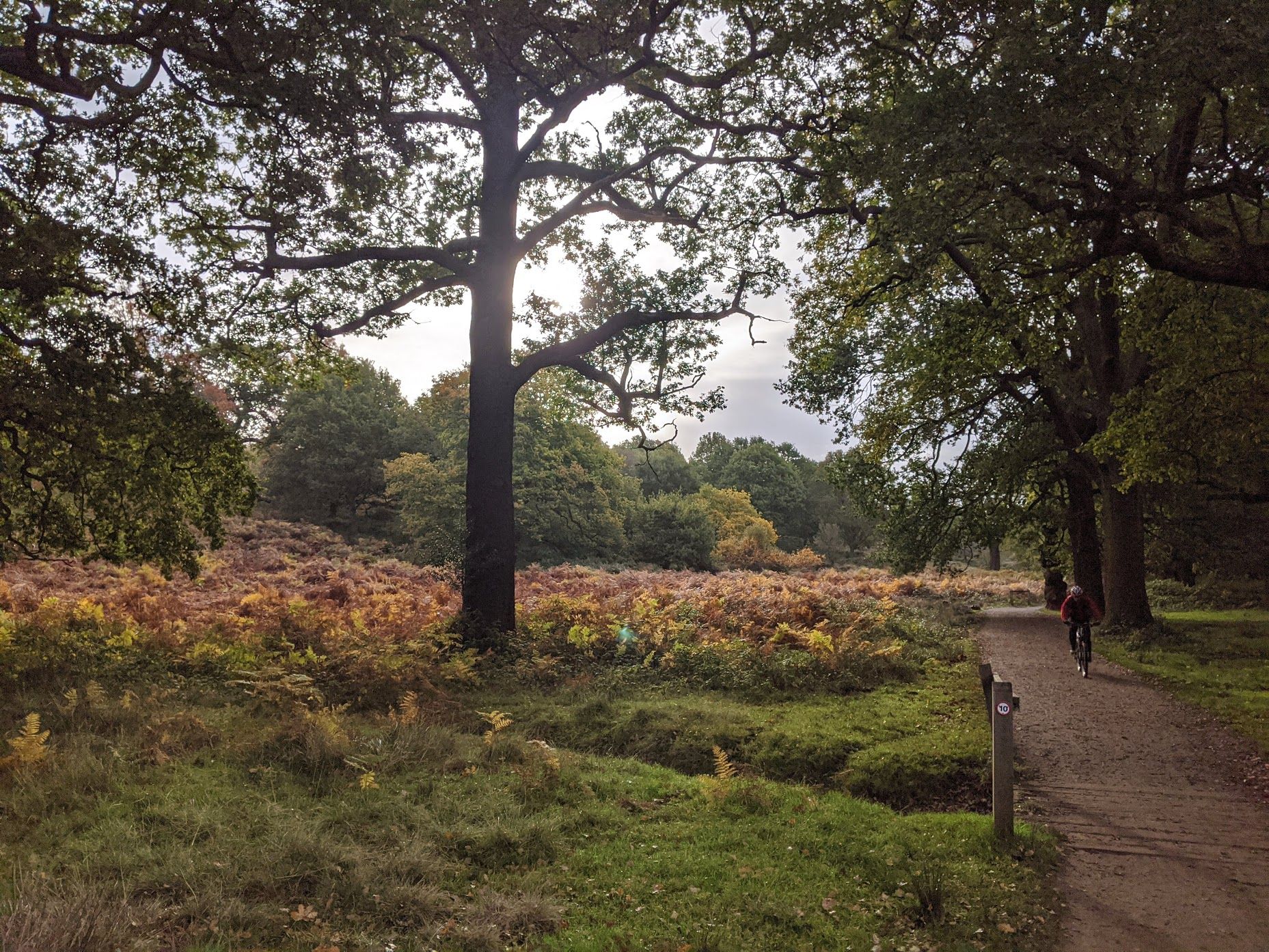 Cycling in Richmond Park