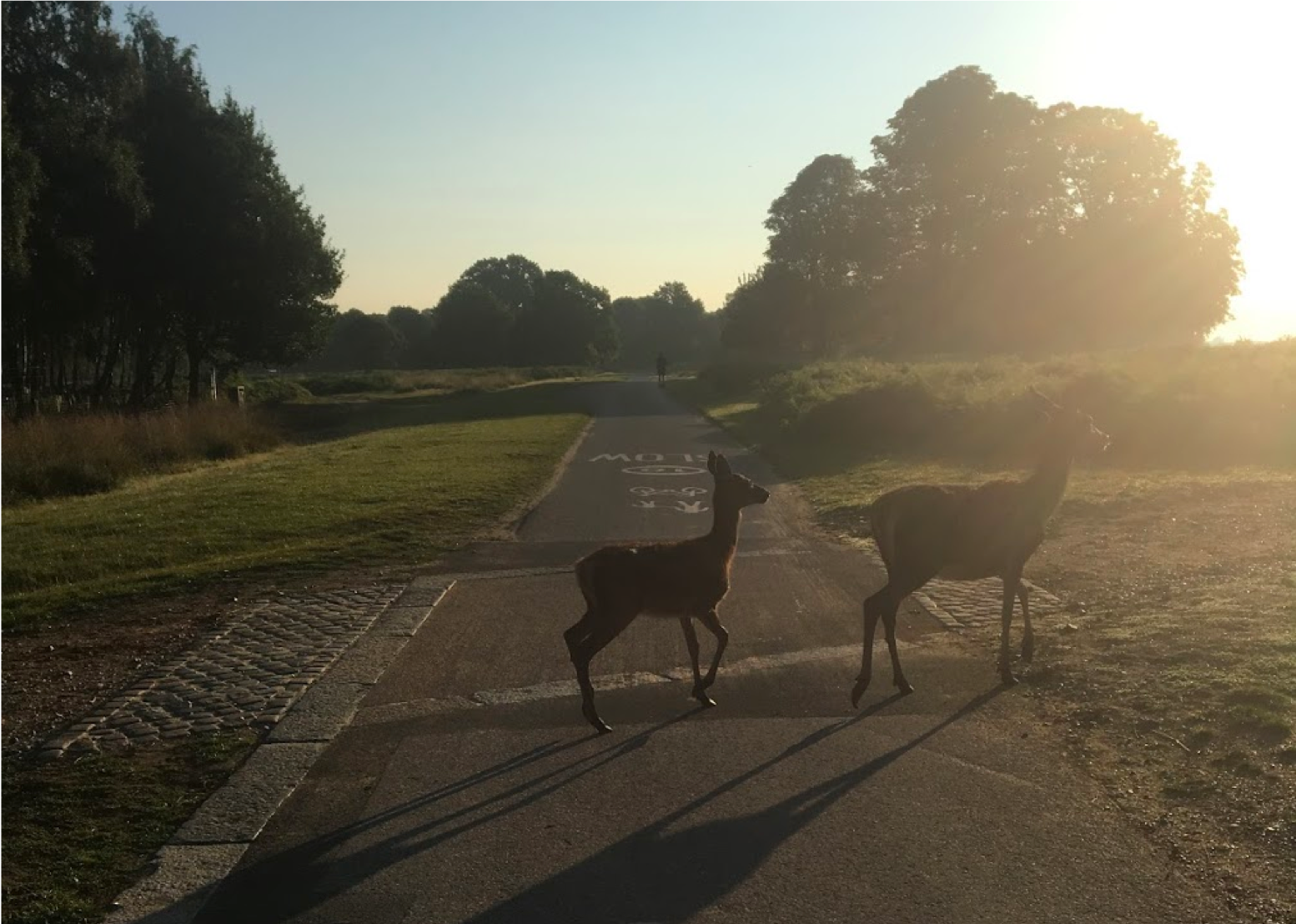 The Richmond Park Pretzel