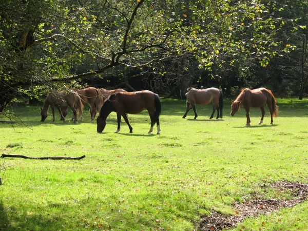 The Wiggle New Forest Sportive