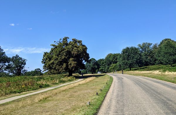 Cycling in Richmond Park